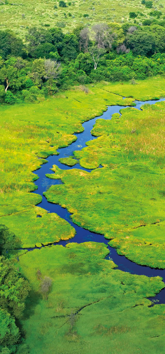 Immagine di una palude presa dall'alto molto verde.
